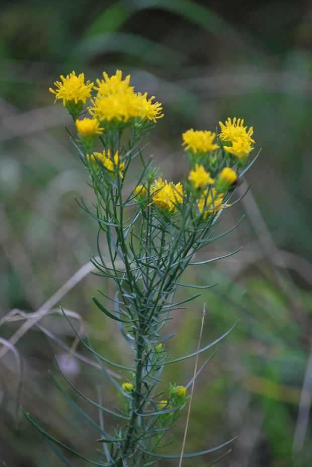 astra zlatovlasá Aster linosyris  (L.) Bernh.