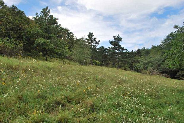 spoločenstvo s astrou zlatovlasou a kostravou žiabkatou Astero linosyris-Festucetum rupicolae Maglocký in Chytrý et al. 1997