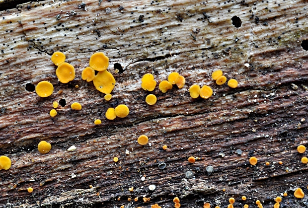 okrasník žltý Calycina citrina (Hedw.) Gray