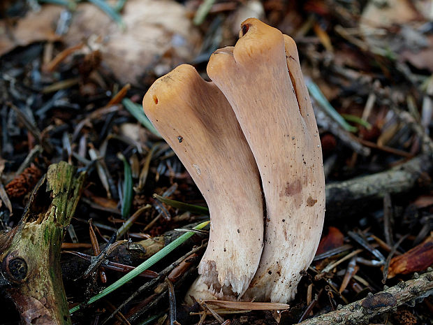 kyjak useknutý Clavariadelphus truncatus Donk