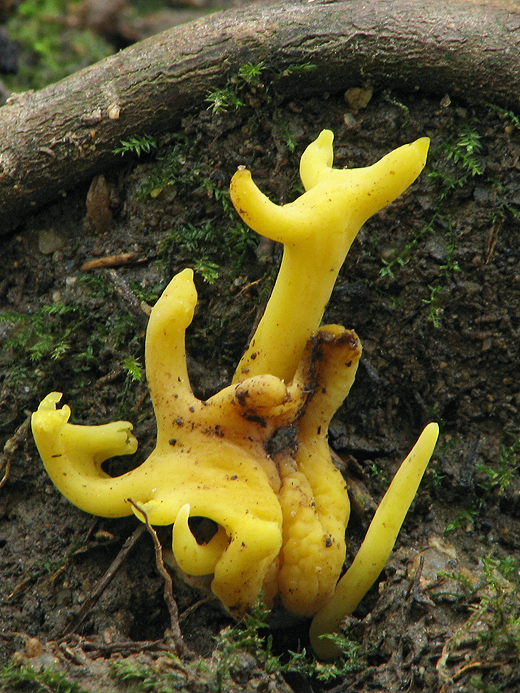 pakonárovka parôžkovitá Clavulinopsis corniculata (Schaeff.) Corner