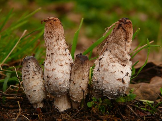 hnojník obyčajný Coprinus comatus (O.F. Müll.) Pers.