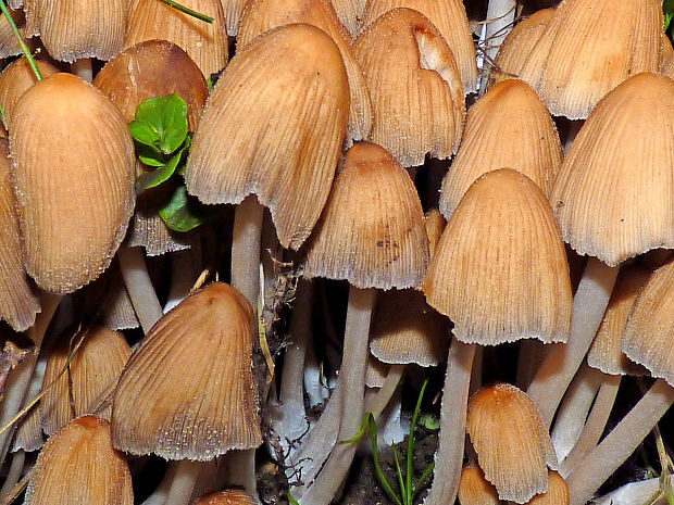 hnojník třpytivý  Coprinus micaceus