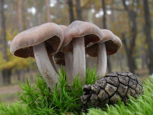 pavučinovec Cortinarius sp.