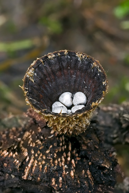 čiaškovec pásikavý Cyathus striatus (Huds.) Willd.