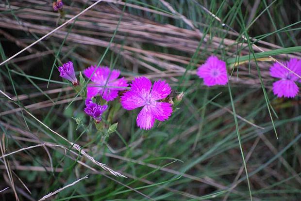 klinček kopcový Dianthus collinus Waldst. et Kit.