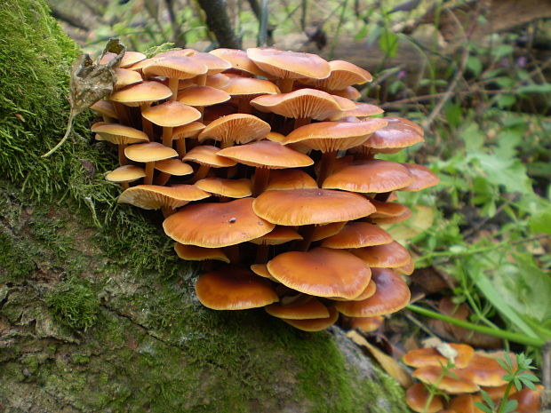 plamienka zimná Flammulina velutipes (Curtis) Singer