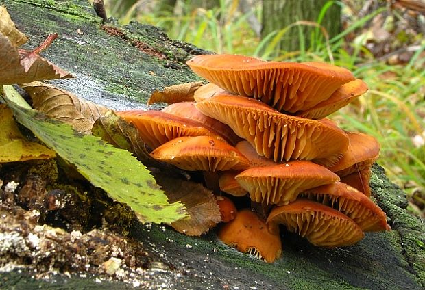 plamienka zimná Flammulina velutipes (Curtis) Singer