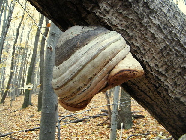 práchnovec kopytovitý Fomes fomentarius (L.) J.J. Kickx