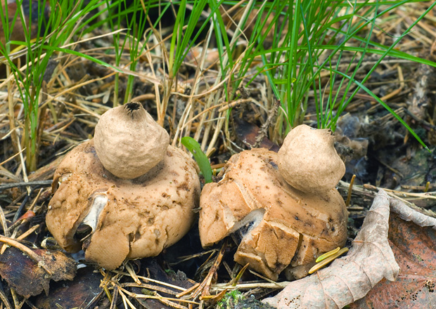 hviezdovka strapkatá Geastrum fimbriatum Fr.