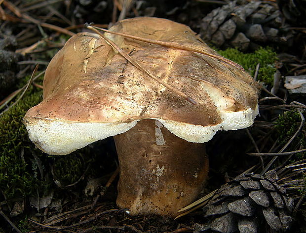 hríbnik gaštanovohnedý Gyroporus castaneus (Bull.) Quél.