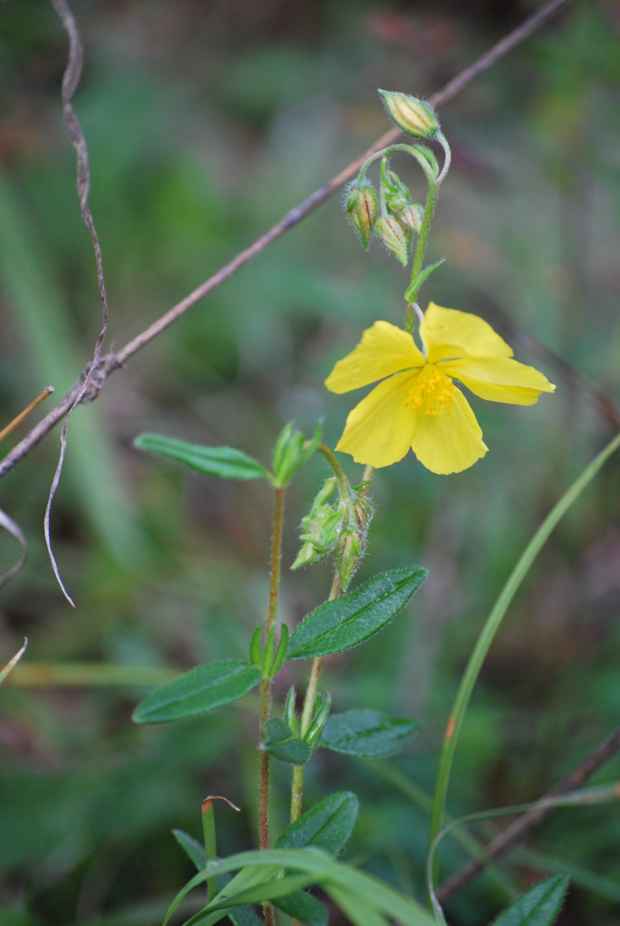 devätorník veľkokvetý Helianthemum grandiflorum (Scop.) DC.