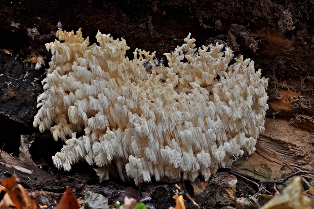 koralovec bukový Hericium coralloides (Scop.) Pers.