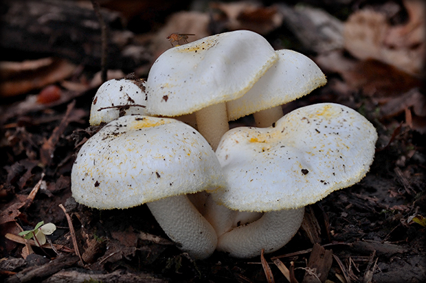 šťavnačka žltovločkatá Hygrophorus chrysodon (Batsch) Fr.