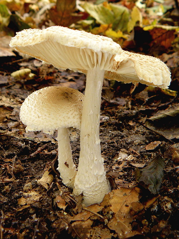 bedlička vlnatá Lepiota clypeolaria (Bull.) P. Kumm.