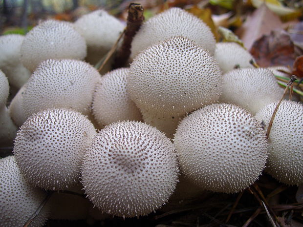 prášnica bradavičnatá Lycoperdon perlatum Pers.