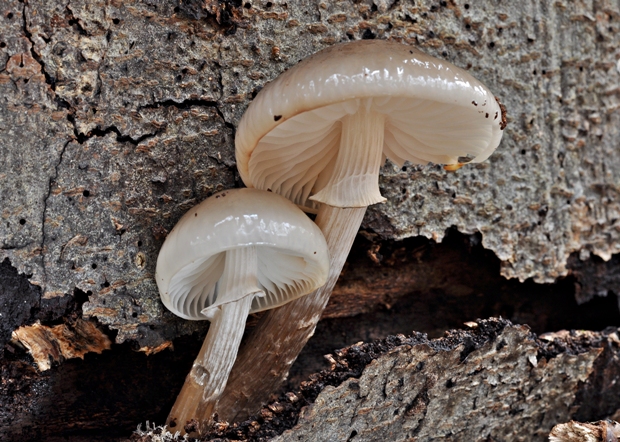 sliznačka obyčajná Mucidula mucida (Schrad.) Pat.