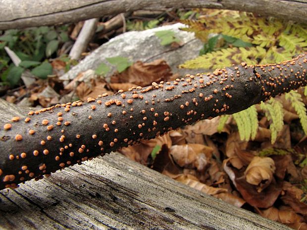 hlivka červená Nectria cinnabarina (Tode) Fr.