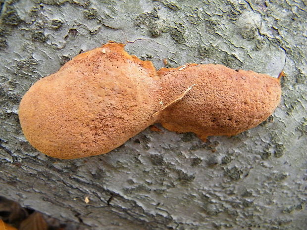 ohňovec Hartigov Phellinus hartigii (Allesch. & Schnabl) Pat.