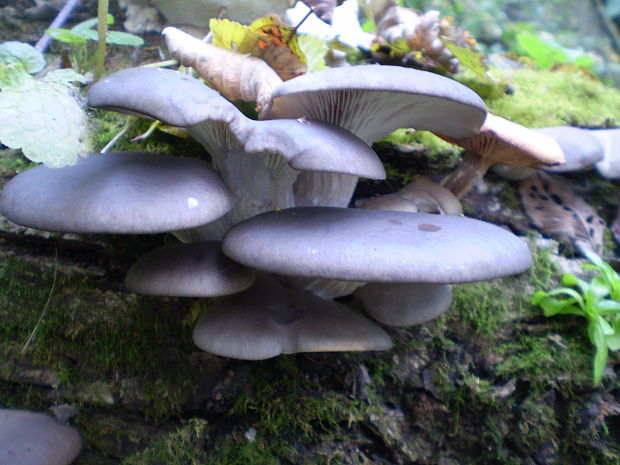 hliva ustricovitá modrastá Pleurotus columbinus Quél.