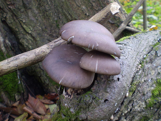 hliva ustricovitá modrastá Pleurotus columbinus Quél.