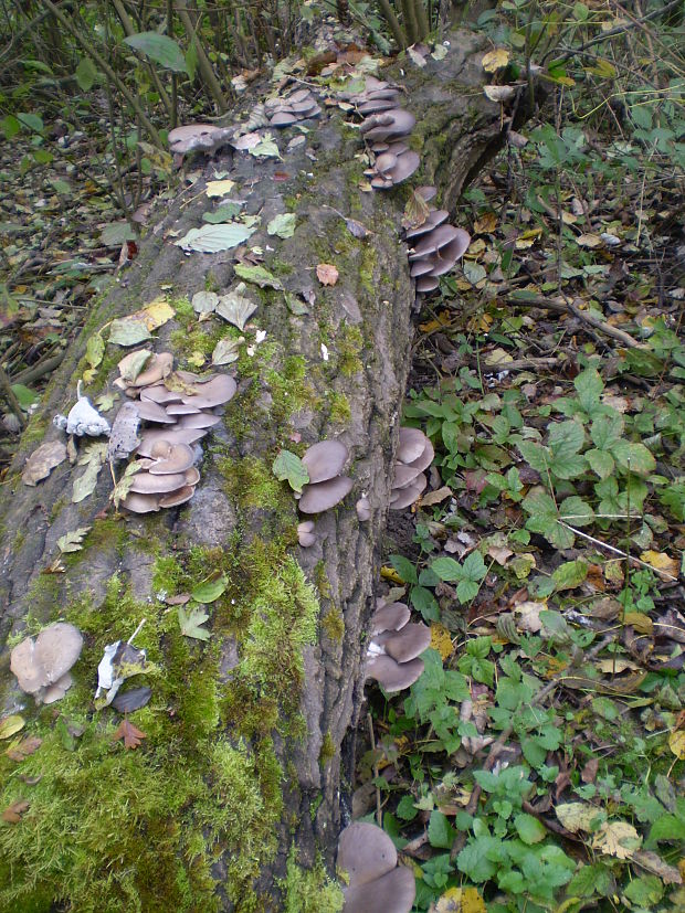 hliva ustricovitá Pleurotus ostreatus (Jacq.) P. Kumm.