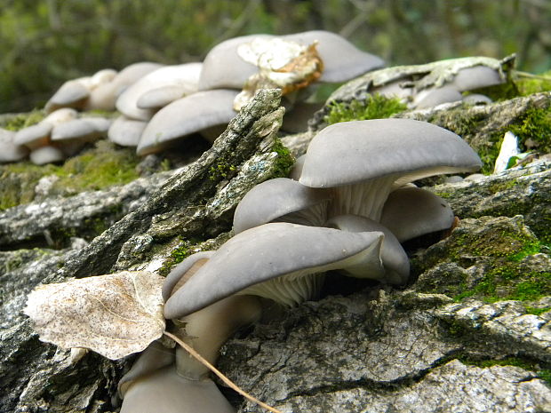 hliva ustricovitá Pleurotus ostreatus (Jacq.) P. Kumm.