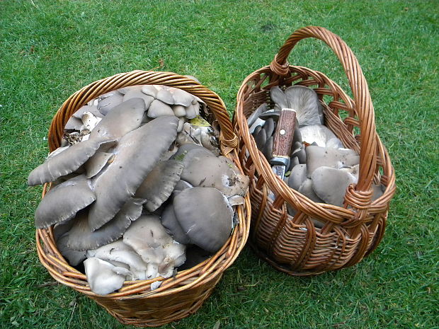 hliva ustricovitá Pleurotus ostreatus (Jacq.) P. Kumm.