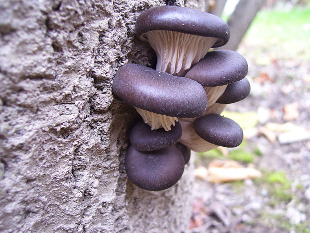 hliva ustricovitá Pleurotus ostreatus (Jacq.) P. Kumm.