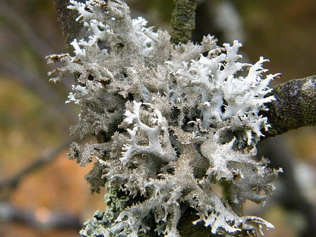 pakonárnik otrubový Pseudevernia furfuracea var. furfuracea (L.) Zopf