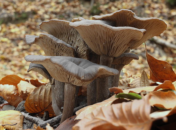 strmulica čiaškovitá Pseudoclitocybe cyathiformis (Bull.) Singer