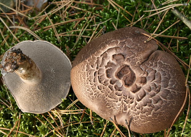 jelenkovec škridlicovitý Sarcodon imbricatus (L.) P. Karst.