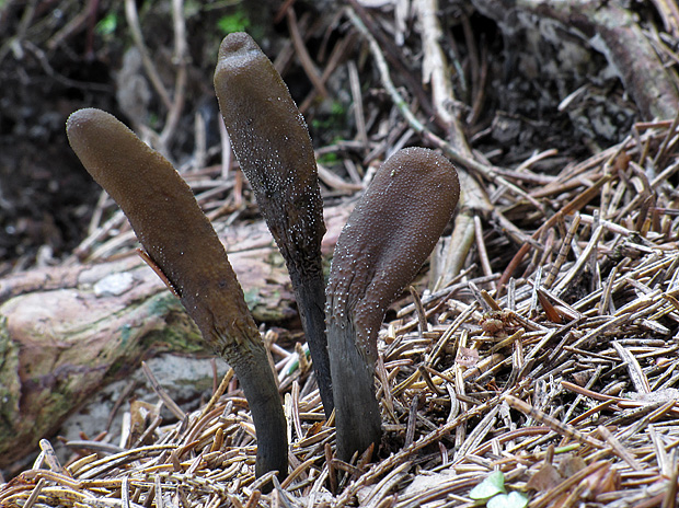 žezlovka srnková Tolypocladium ophioglossoides (J.F. Gmel.) Quandt, Kepler & Spatafora