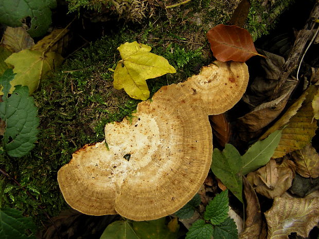 trúdnikovec Trametes sp.