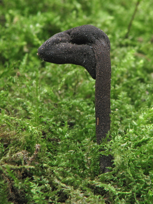 pajazýček  Trichoglossum sp.