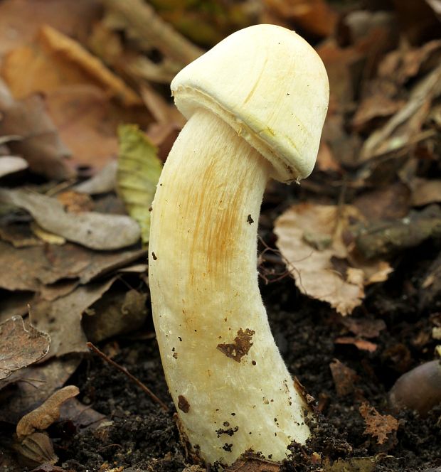 pečiarka hájová Agaricus sylvicola (Vittad.) Peck