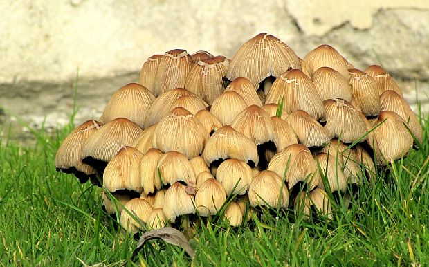 hnojník ligotavý- Coprinellus micaceus (Bull.) Vilgalys, Hopple & Jacq. Johnson