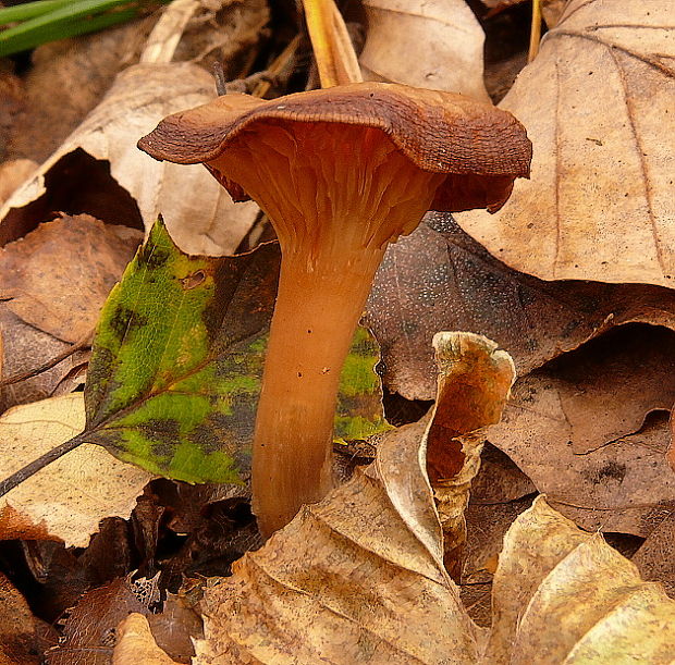 kuriatko lievikovité Craterellus tubaeformis (Fr.) Quél.