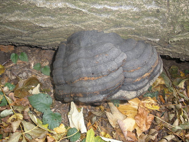 práchnovec kopytovitý Fomes fomentarius (L.) J.J. Kickx