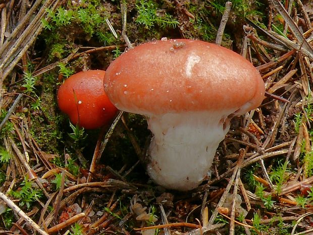 slizák růžový - Sliziak ružový Gomphidius roseus (Fr.) Oudem.