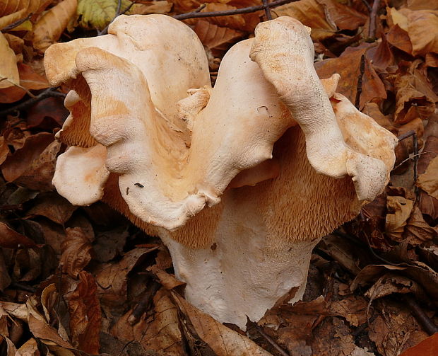 jelenka poprehýbaná Hydnum repandum L.