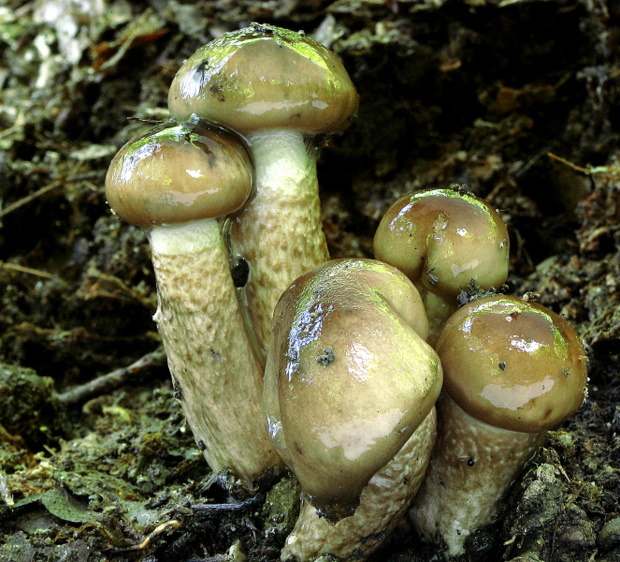 šťavnačka Persoonova Hygrophorus persoonii Arnolds