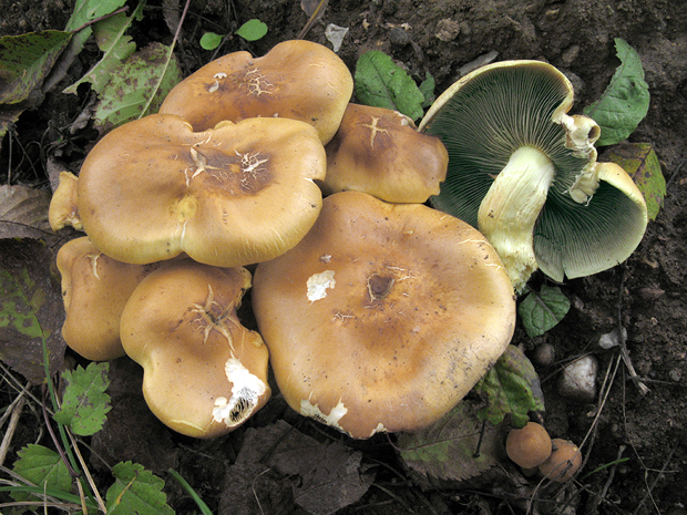 strapcovka zväzkovitá Hypholoma fasciculare (Huds.) P. Kumm.