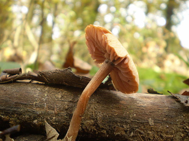 lakovka  Laccaria sp.