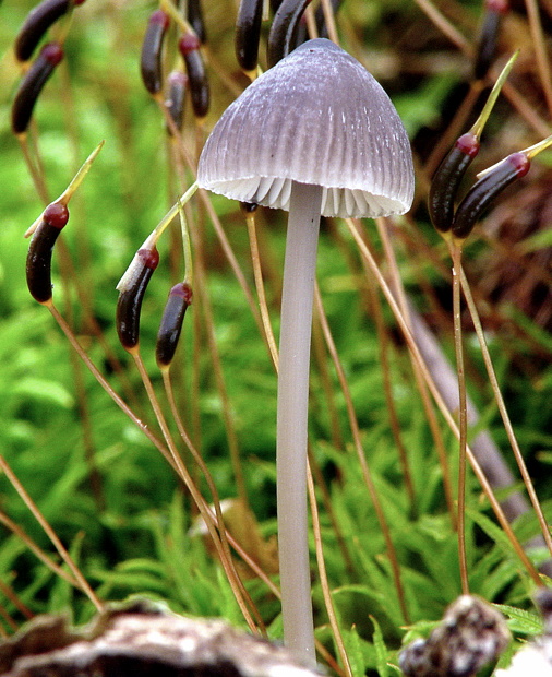 prilbička jódová Mycena filopes (Bull.) P. Kumm.