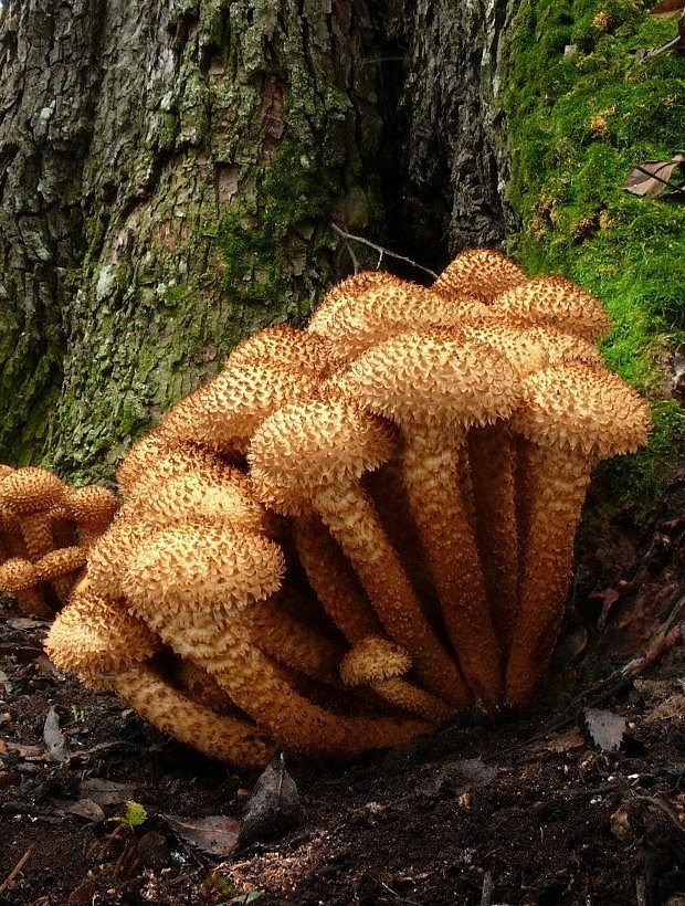 šupinovka šupinatá Pholiota squarrosa (Vahl) P. Kumm.