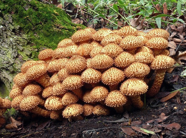 šupinovka šupinatá Pholiota squarrosa (Vahl) P. Kumm.