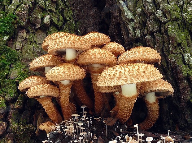 šupinovka šupinatá Pholiota squarrosa (Vahl) P. Kumm.