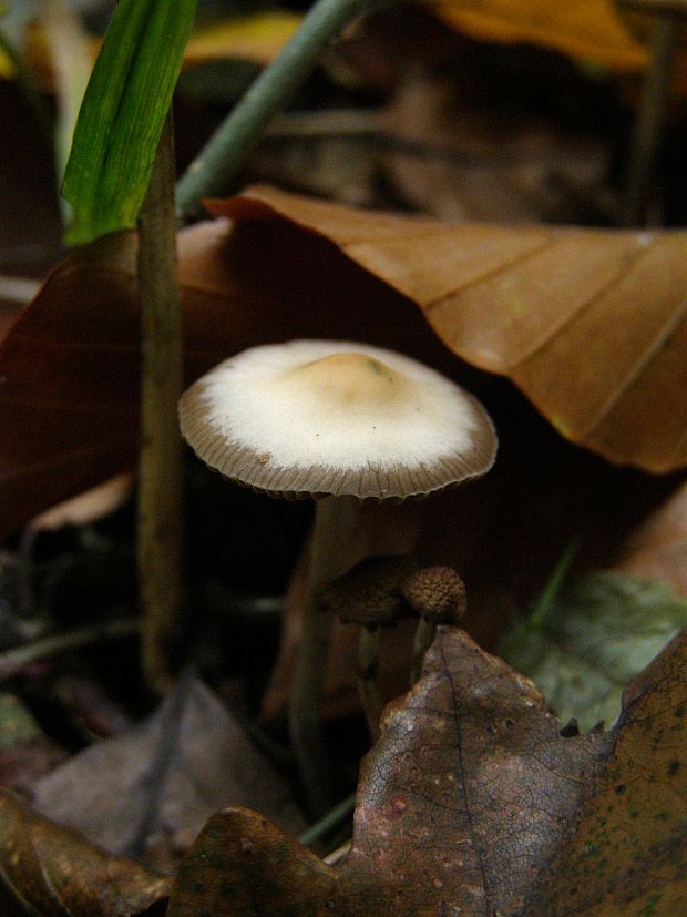 holohlavec modrejúci Psilocybe cyanescens Wakef.