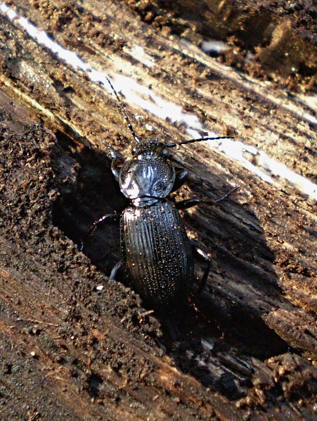 střevlíček Pterostichus aethiops Panzer, 1797